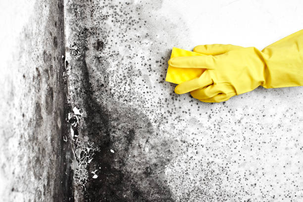 Best Mold Testing  in Boiling Spring Lakes, NC