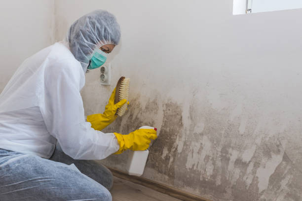 Home Mold Removal in Boiling Spring Lakes, NC