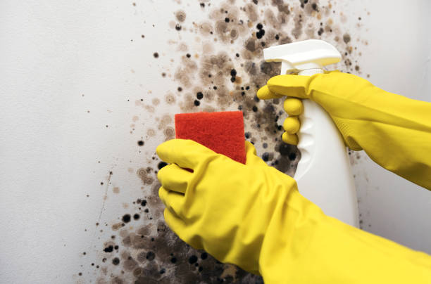 Best Toxic Mold Removal  in Boiling Spring Lakes, NC