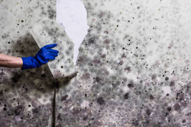 Best Crawl Space Mold Removal  in Boiling Spring Lakes, NC