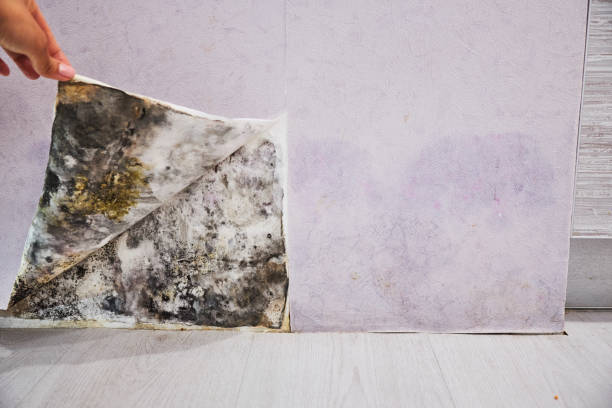 Mold Testing and Removal in Boiling Spring Lakes, NC